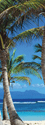 Palm Trees thumbnail